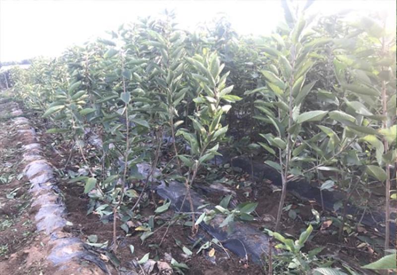 樱桃树苗车厘子树苗嫁接大美早樱桃苗盆栽地栽当年结果南北方