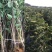 樱桃树苗车厘子树苗嫁接大美早樱桃苗盆栽地栽当年结果南北方