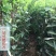 樱桃树苗车厘子树苗嫁接大美早樱桃苗盆栽地栽当年结果南北方