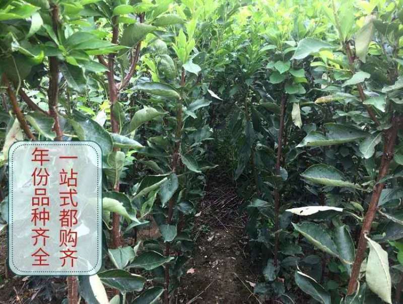 樱桃树苗车厘子树苗嫁接大美早樱桃苗盆栽地栽当年结果南北方