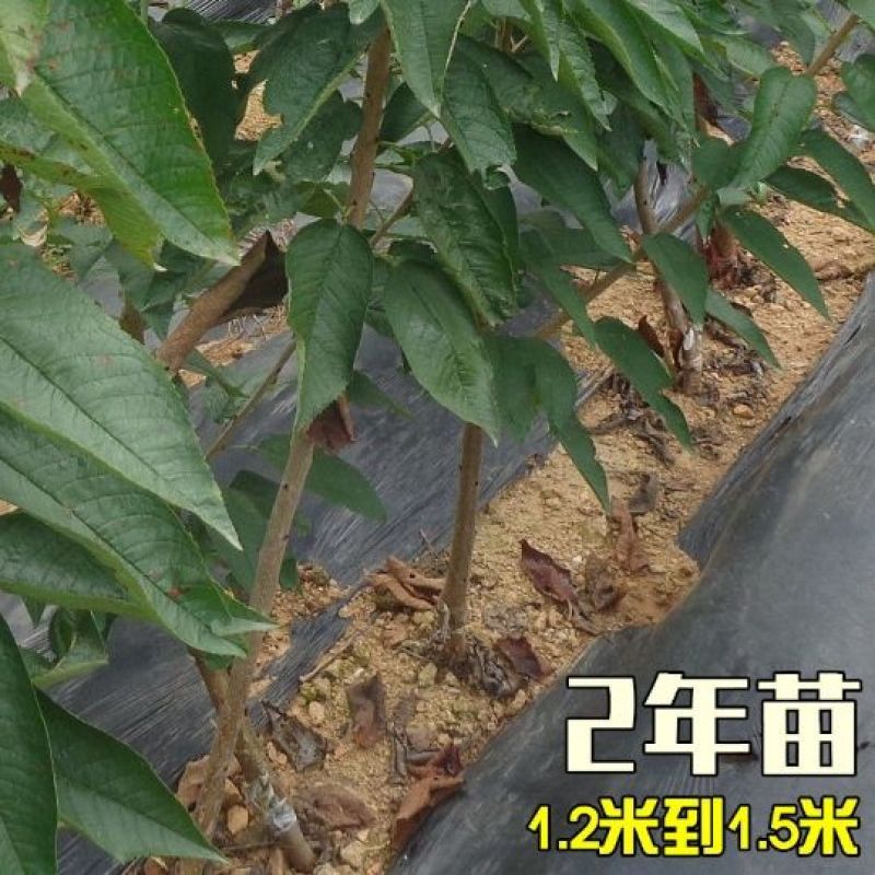 樱桃树苗车厘子树苗嫁接大美早樱桃苗盆栽地栽当年结果南北方