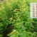 樱桃树苗车厘子树苗嫁接大美早樱桃苗盆栽地栽当年结果南北方