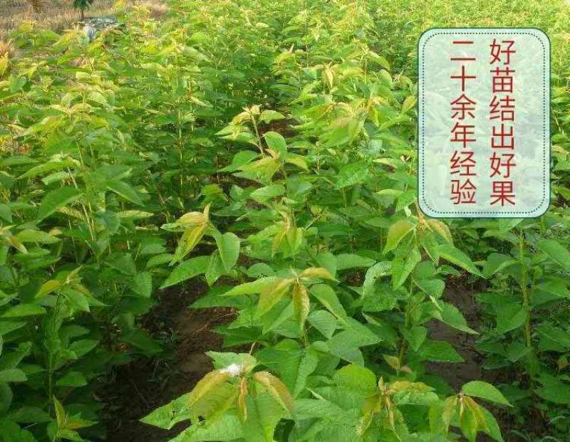 樱桃树苗车厘子树苗嫁接大美早樱桃苗盆栽地栽当年结果南北方