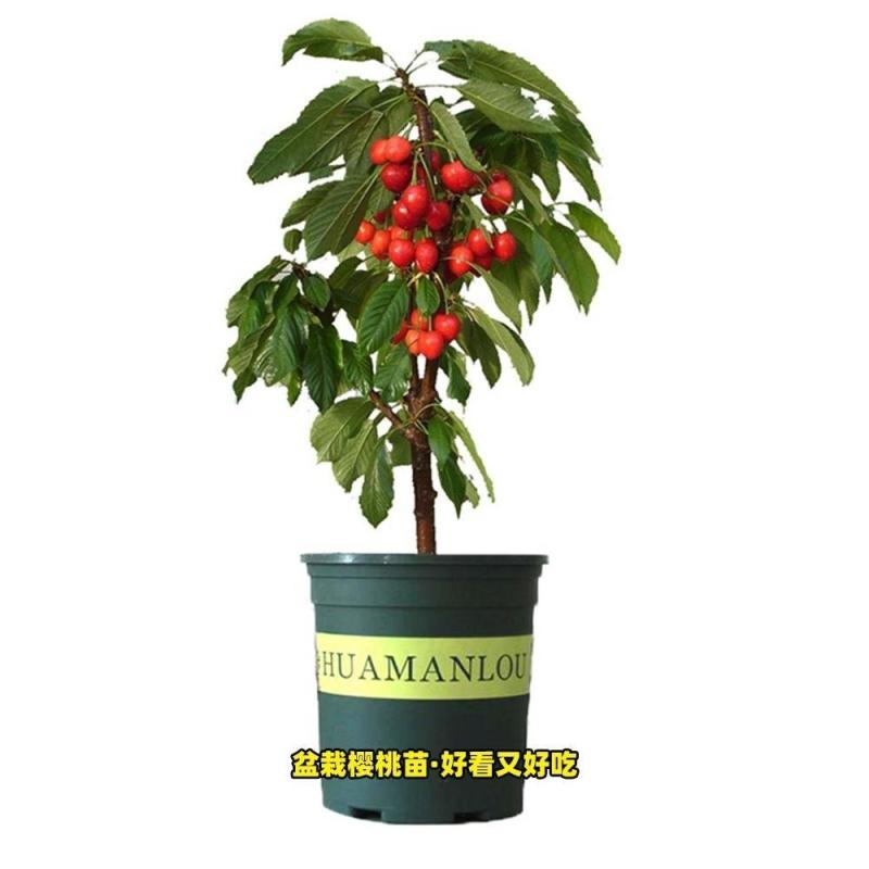 樱桃树苗车厘子树苗嫁接大美早樱桃苗盆栽地栽当年结果南北方