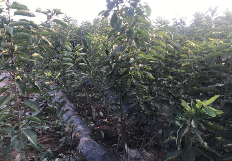 樱桃树苗车厘子树苗嫁接大美早樱桃苗盆栽地栽当年结果南北方