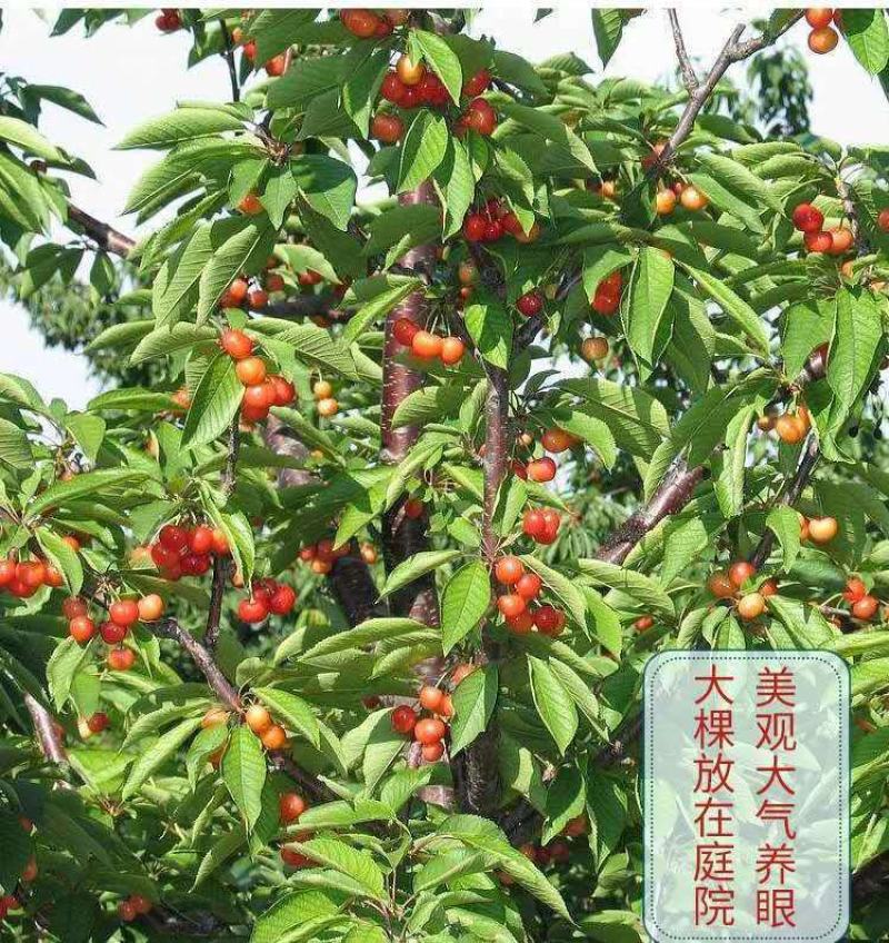 樱桃树苗车厘子树苗嫁接大美早樱桃苗盆栽地栽当年结果南北方