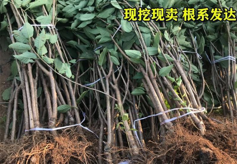 樱桃树苗车厘子树苗嫁接大美早樱桃苗盆栽地栽当年结果南北方