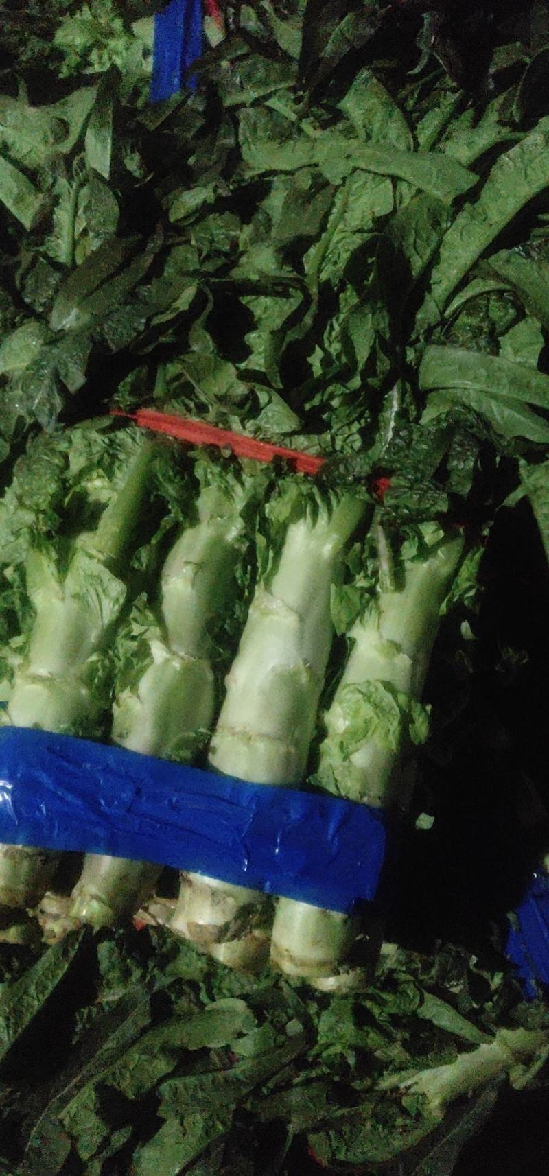 莴苣2斤以上40~50cm质量好价格好货源充足