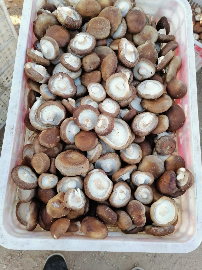 冬菇大量上市，价格美丽
