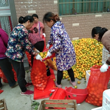冰糖橙，麻阳专业代办诚信第一，欢迎批发商前来订购预定