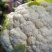 【热卖】湖北菜花结花花椰菜大量上市量大从优欢迎