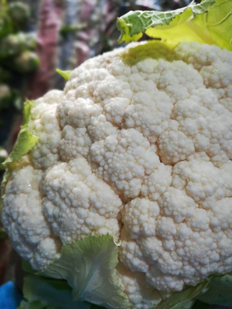 【热卖】湖北菜花结花花椰菜大量上市量大从优欢迎