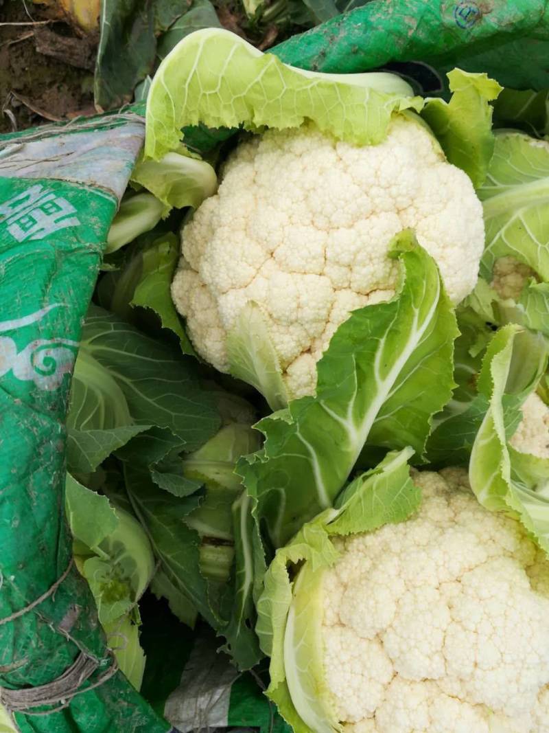 【热卖】湖北菜花结花花椰菜大量上市量大从优欢迎