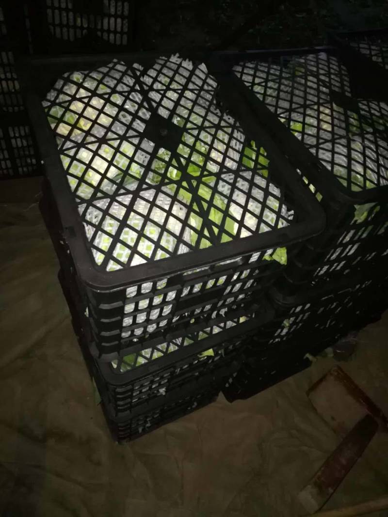 【热卖】湖北菜花结花花椰菜大量上市量大从优欢迎