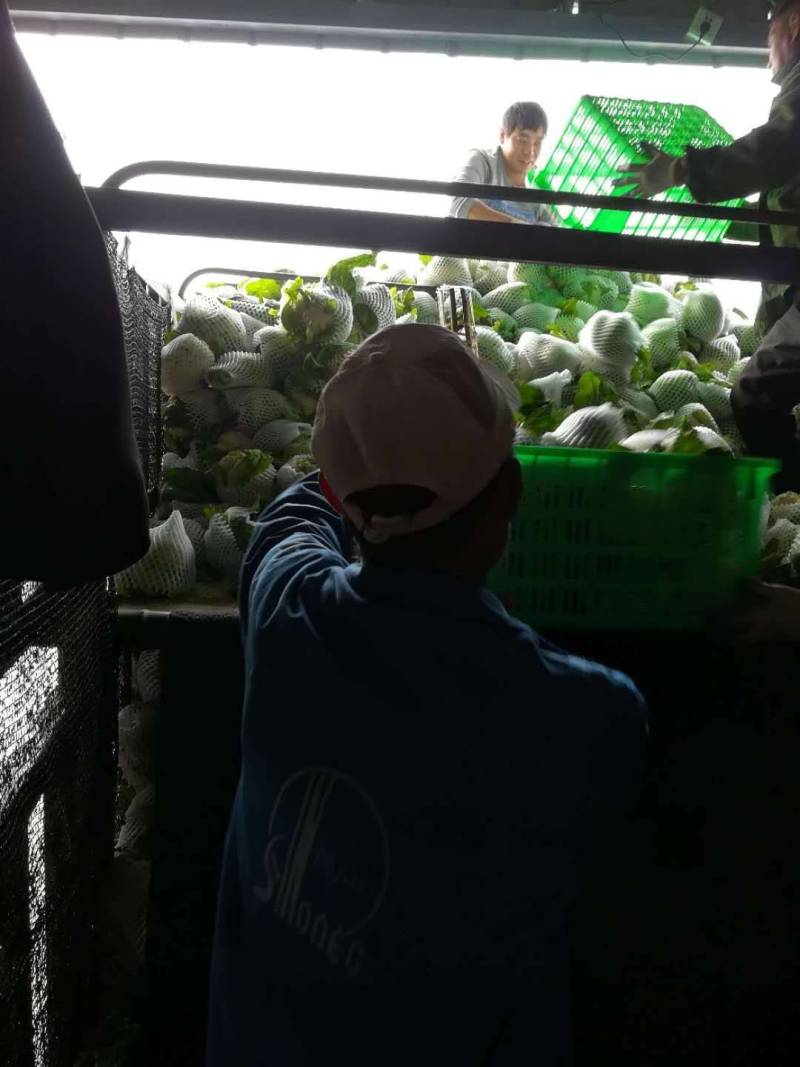 【热卖】湖北菜花结花花椰菜大量上市量大从优欢迎