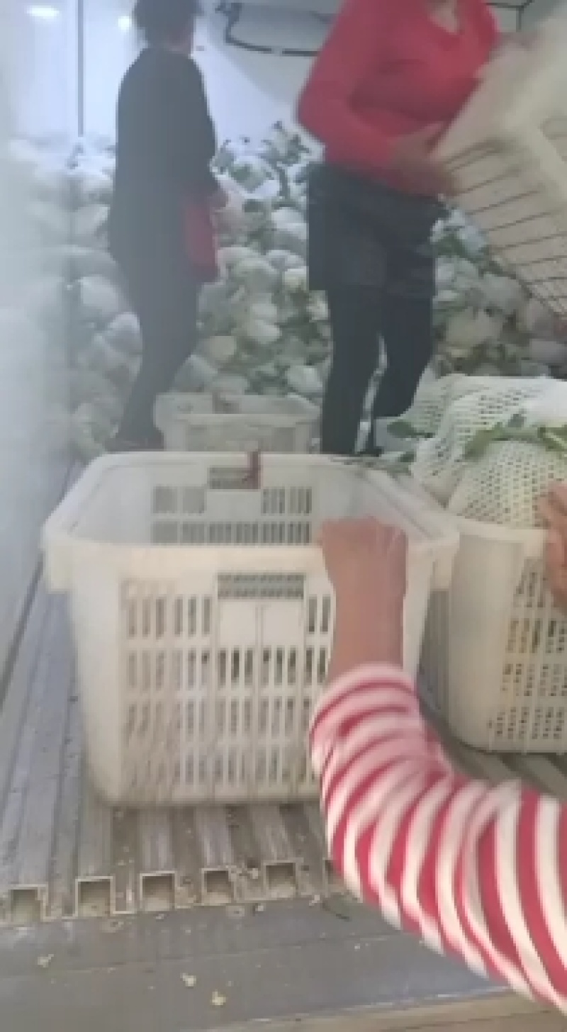 【热卖】湖北菜花结花花椰菜大量上市量大从优欢迎