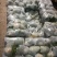 【热卖】湖北菜花结花花椰菜大量上市量大从优欢迎