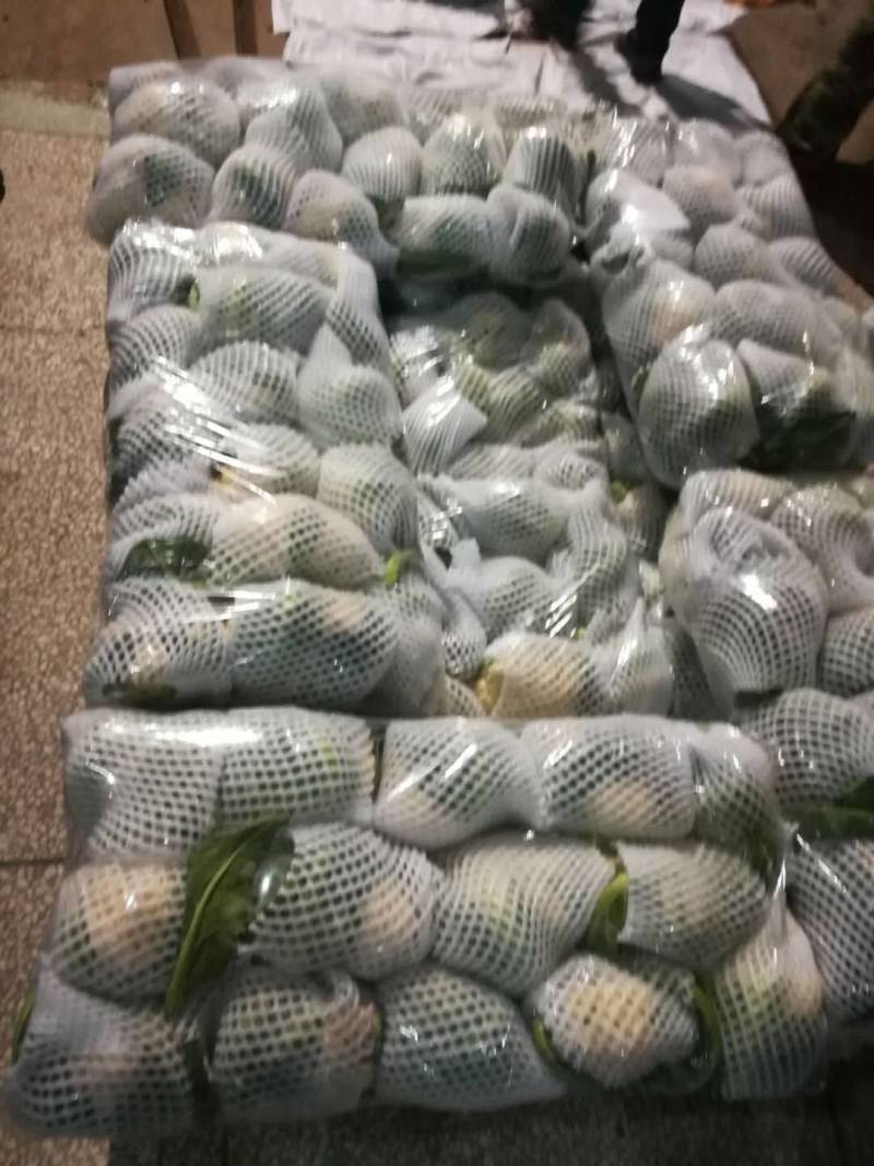【热卖】湖北菜花结花花椰菜大量上市量大从优欢迎