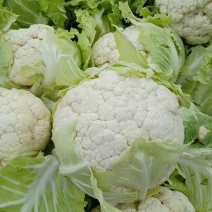【热卖】湖北菜花结花花椰菜大量上市量大从优欢迎