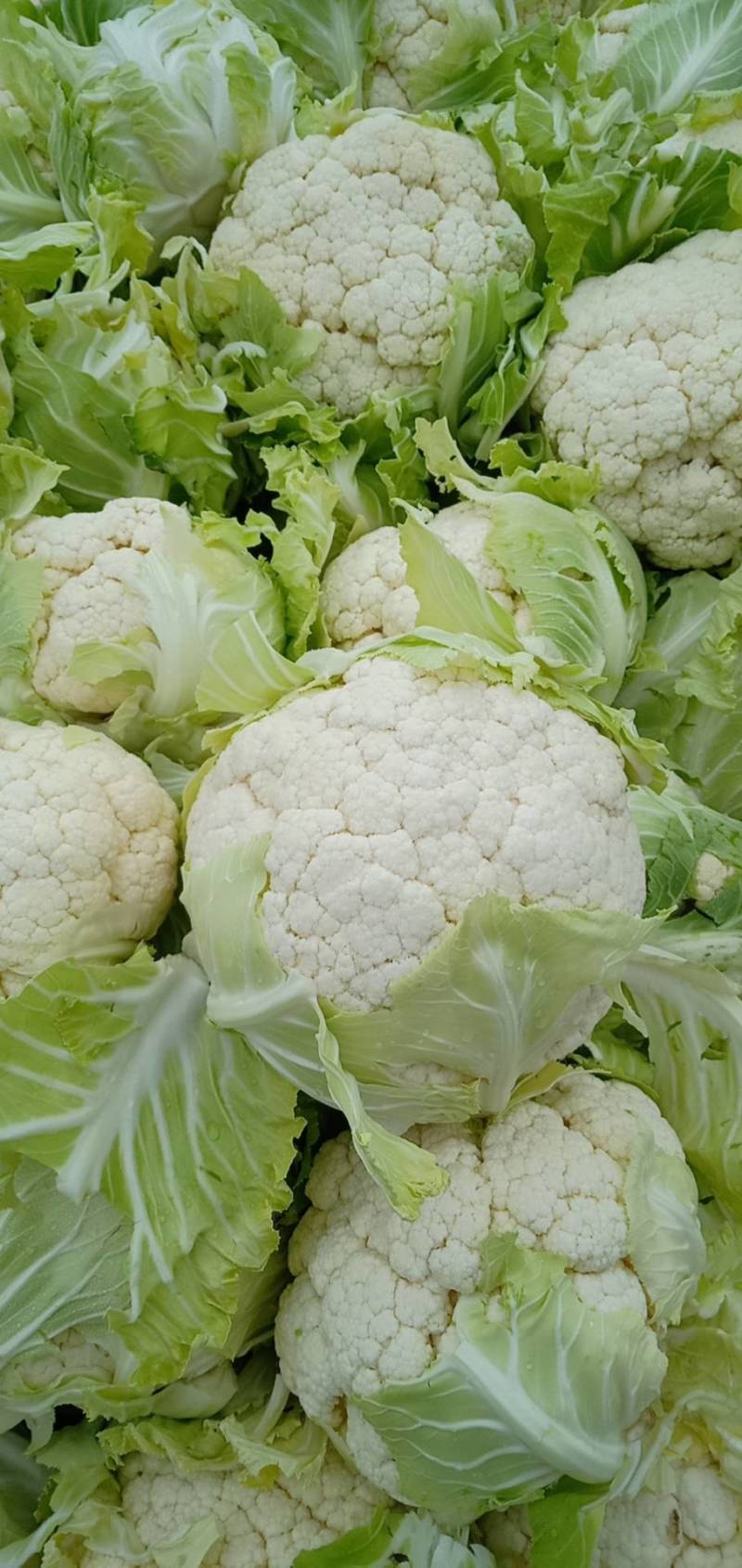 【热卖】湖北菜花结花花椰菜大量上市量大从优欢迎