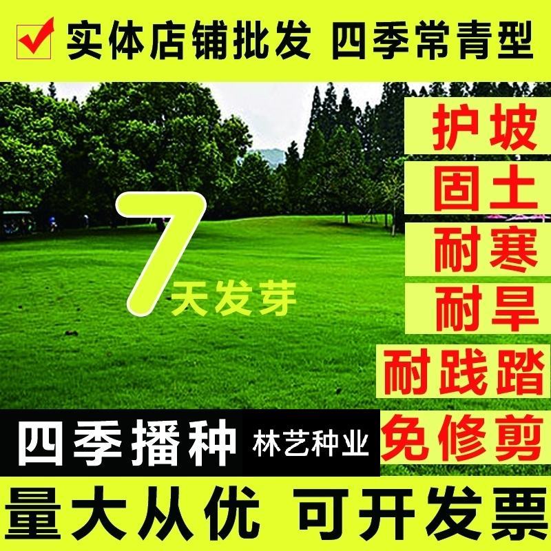 草坪种子四季青草坪籽狗牙根护坡百慕大草种籽绿化草皮种子