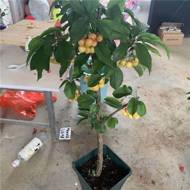 果树苗俄罗斯8号樱桃苗俄八樱桃树苗当年结果嫁接大