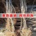 果树苗俄罗斯8号樱桃苗俄八樱桃树苗当年结果嫁接大