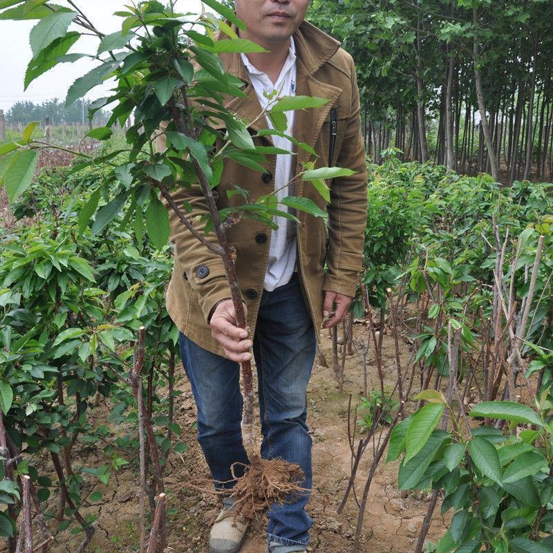 果树苗俄罗斯8号樱桃苗俄八樱桃树苗当年结果嫁接大