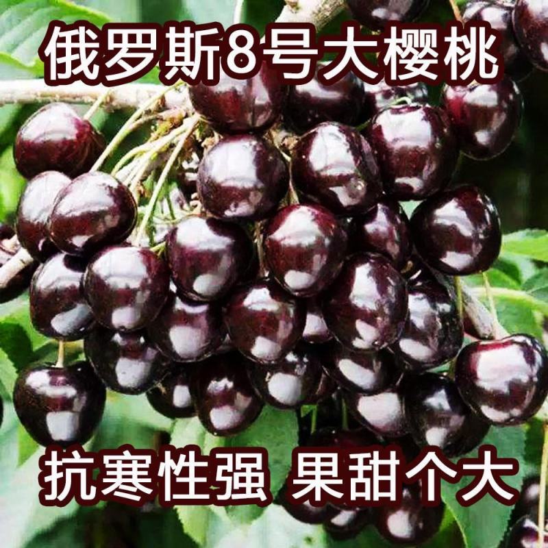 果树苗俄罗斯8号樱桃苗俄八樱桃树苗当年结果嫁接大