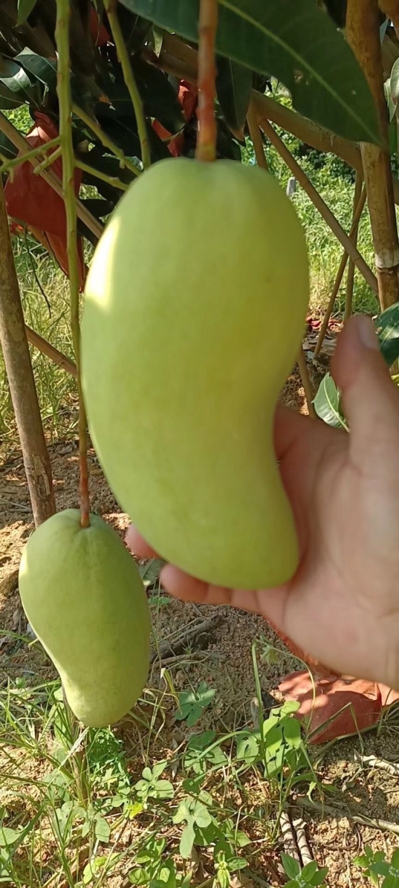 海南三亚金煌芒果新鲜上市（包邮）