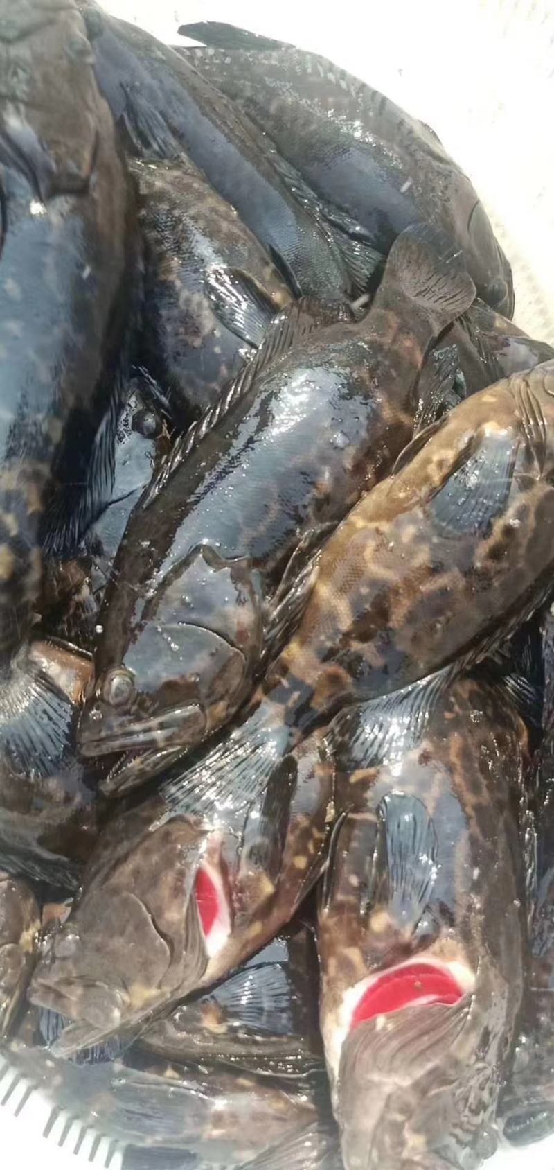 百分之90的孵化率纯真渤海湾大红卵发货海南