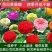 百日草花种子景观花海四季易种室外庭院阳台开花不断