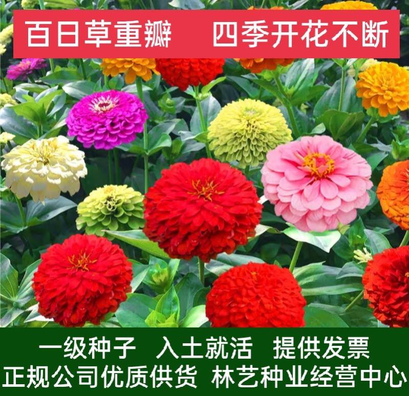 百日草花种子景观花海四季易种室外庭院阳台开花不断