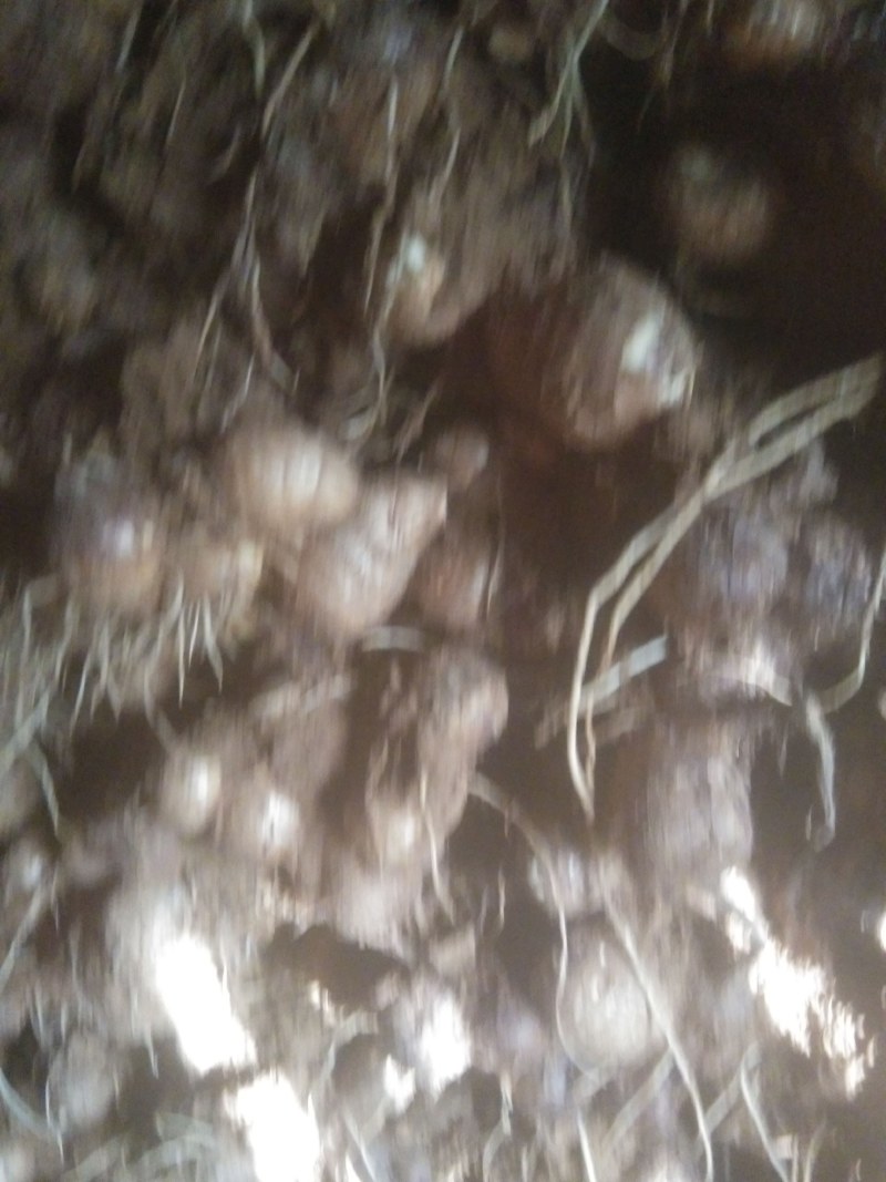 毛芋头价格谁行，8520品种，通货，适合市场加工厂