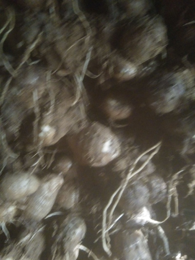 毛芋头价格谁行，8520品种，通货，适合市场加工厂