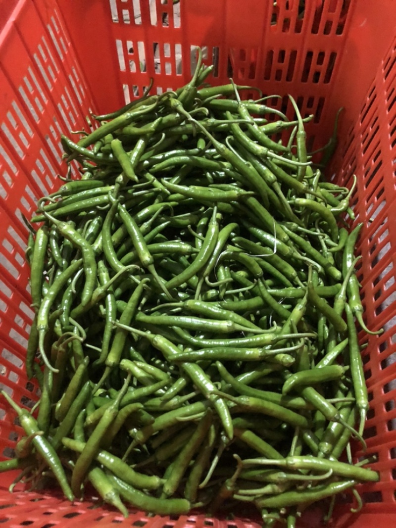 鸡爪椒