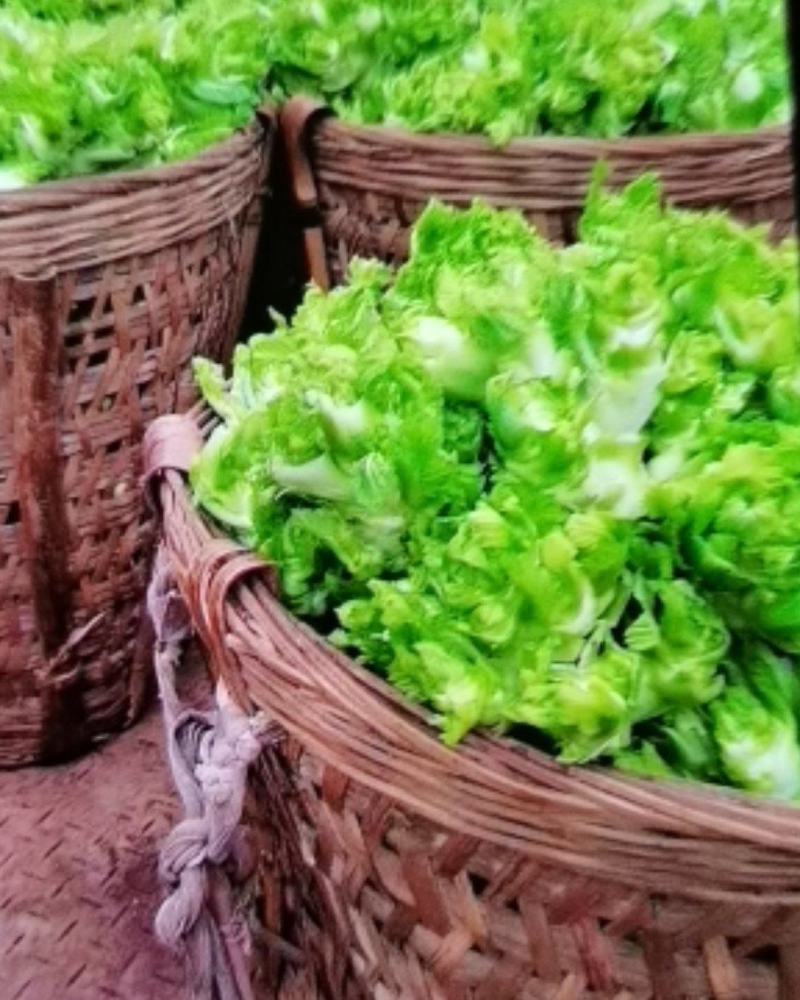 四川儿菜新鲜蔬菜欢迎采购