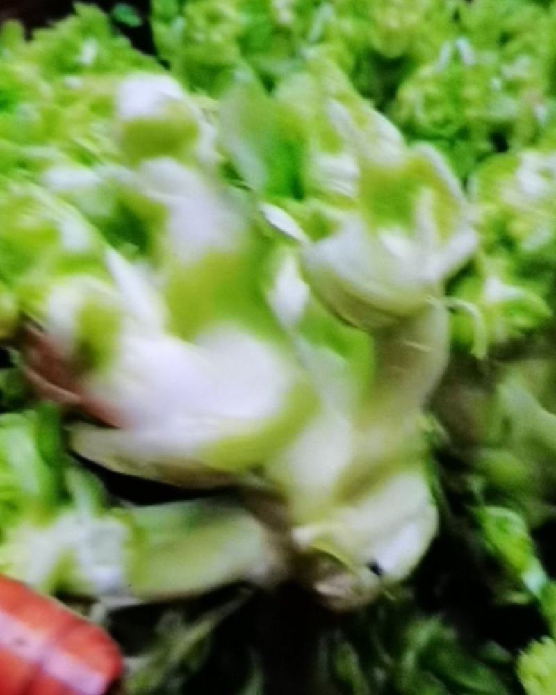四川儿菜新鲜蔬菜欢迎采购