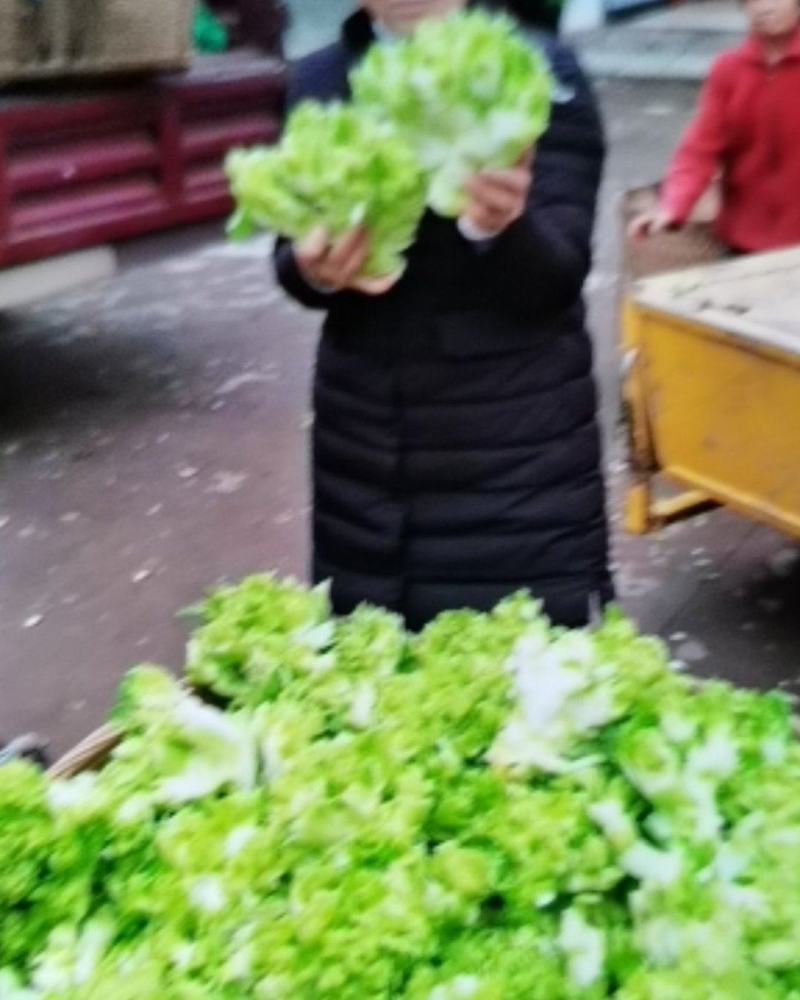 四川儿菜新鲜蔬菜欢迎采购