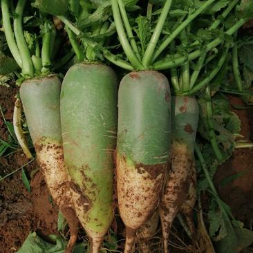 河南开封沙土地青萝卜，货发全国，保质保量价格优惠