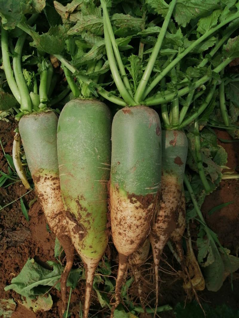 河南开封沙土地青萝卜，货发全国，保质保量价格优惠