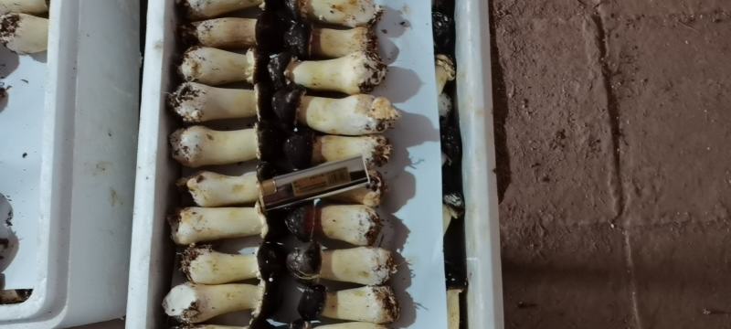 大球盖菇各种等级货源充足，欢迎老板下单，包邮