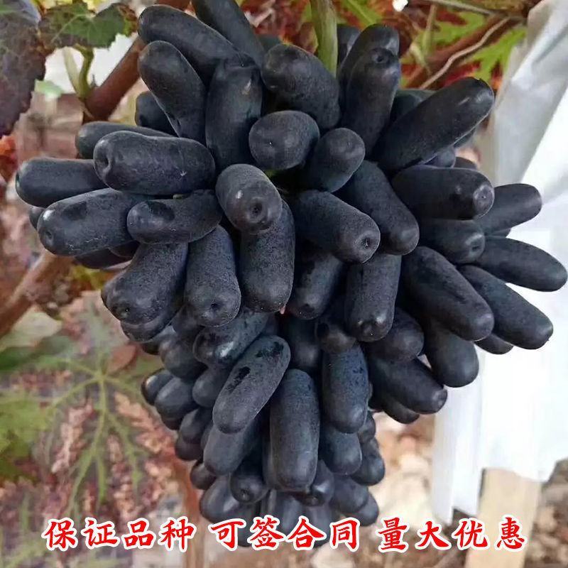 新品种蓝宝石葡萄苗南方北方种植当年结果果树苗无籽提子葡萄