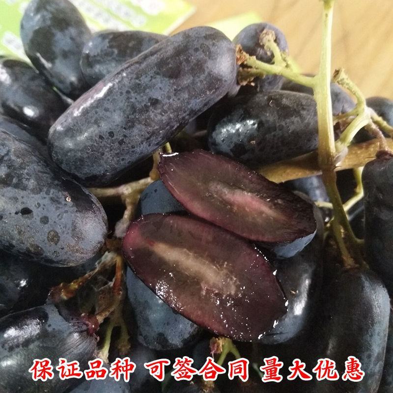 新品种蓝宝石葡萄苗南方北方种植当年结果果树苗无籽提子葡萄