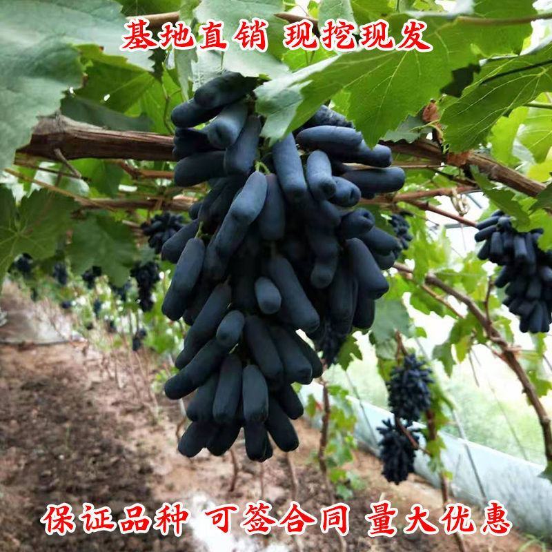 新品种蓝宝石葡萄苗南方北方种植当年结果果树苗无籽提子葡萄