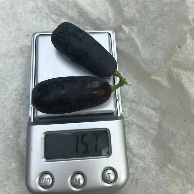 新品种蓝宝石葡萄苗南方北方种植当年结果果树苗无籽提子葡萄