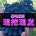 新品种蓝宝石葡萄苗南方北方种植当年结果果树苗无籽提子葡萄