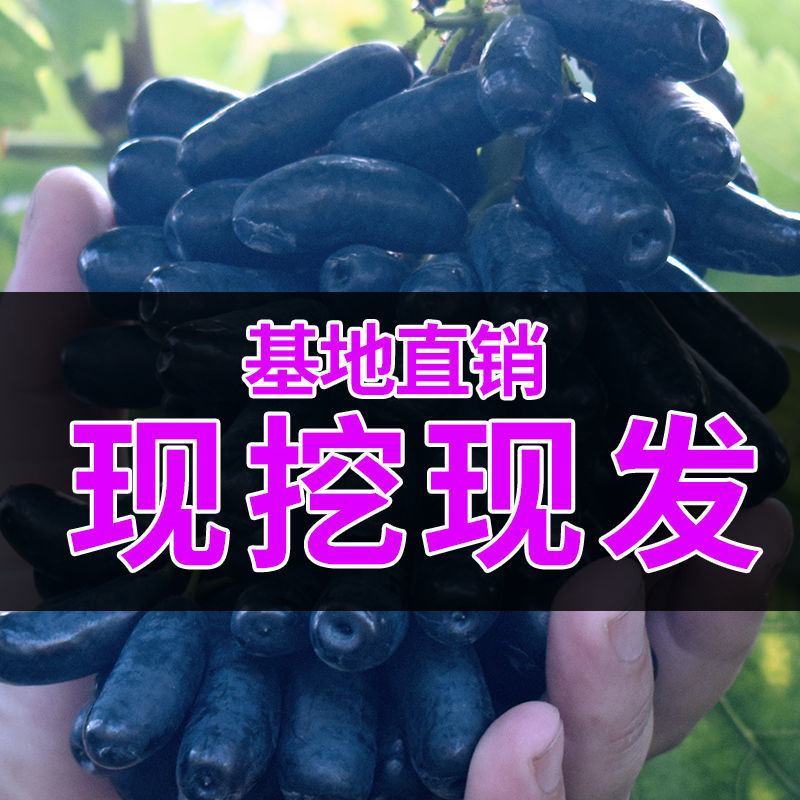 新品种蓝宝石葡萄苗南方北方种植当年结果果树苗无籽提子葡萄