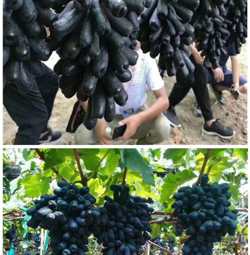 新品种蓝宝石葡萄苗南方北方种植当年结果果树苗无籽提子葡萄
