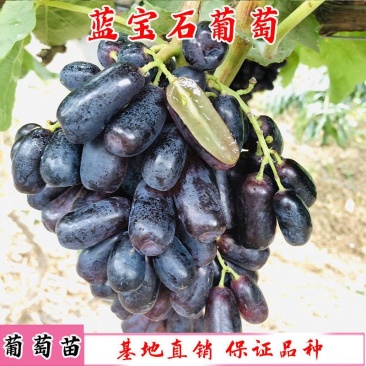 新品种蓝宝石葡萄苗南方北方种植当年结果果树苗无籽提子葡萄